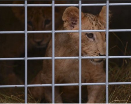 Масуд и Терез вече пътуват към Холандия ВИДЕО