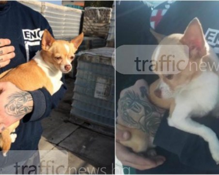 Откриха сладко чихуахуа в квартал Остромила! Издирват се собствениците му СНИМКИ