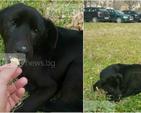 Дружелюбно куче гасне в парк в Смирненски! Ще се намери ли кой да помогне? СНИМКИ