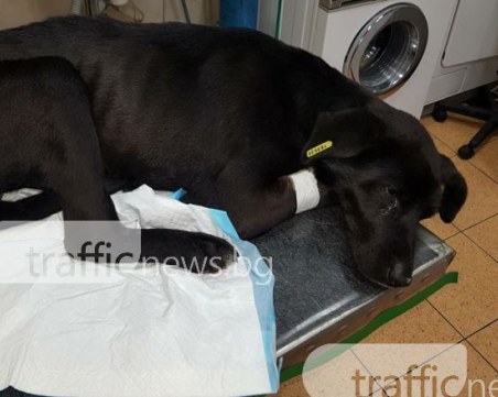 Гаснещият Черньо си намери стопанин! Пловдивчанин го взе и заведе в клиника СНИМКИ