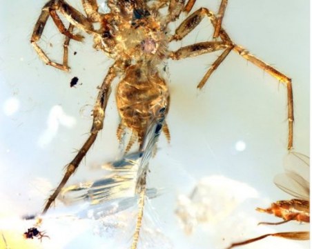 Откриха паяци с опашки, наподобяващи тези на скорпион