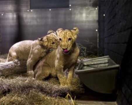 След дългия път:  Терез и Масуд са щастливи в Холандия