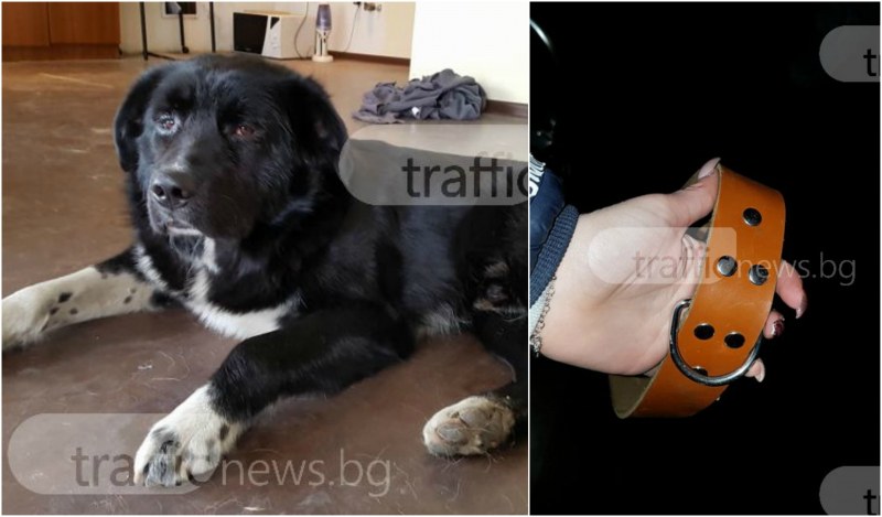 Куче с болно краче беше намерено в Кършияка! Издирват се собствениците СНИМКИ