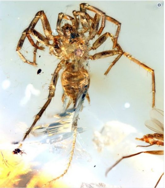 Откриха паяци с опашки, наподобяващи тези на скорпион