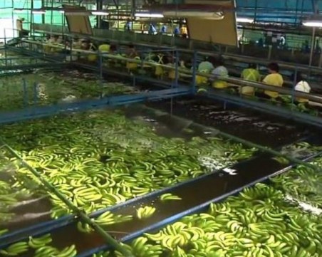 Как бананите достигат до щандовете на супермаркетите?