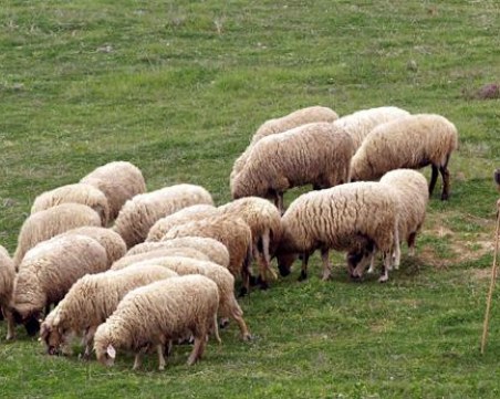 Водач на стадо почина при нападение от бик