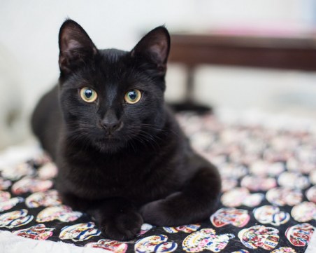 Монтанската полиция разследва убийство на домашна котка