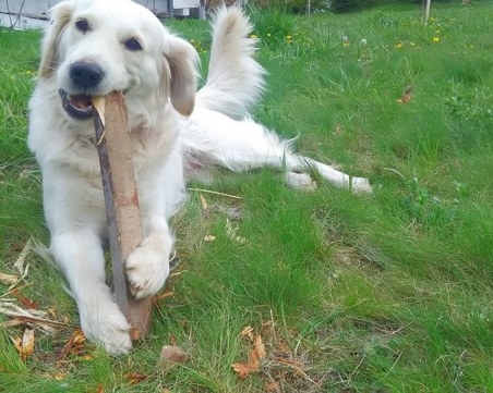 Откраднаха мерцедес с голдън ретривър, собственикът моли за помощ СНИМКИ