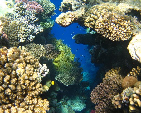 Красива пловдивчанка получи предложение за брак по време на гмуркане в Египет