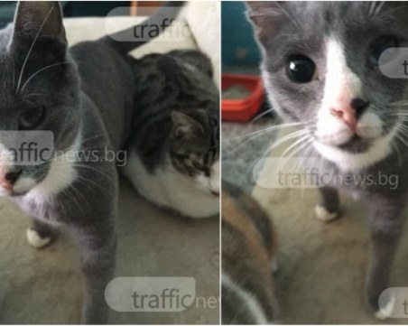 Този сив пухкавелко си търси дом! Кой го иска?