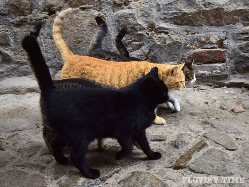 2500 улични котки минали под ножа в Пловдив