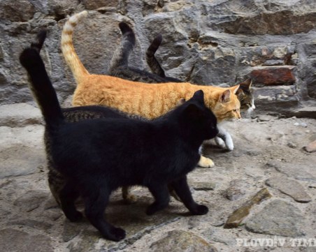 2500 улични котки минали под ножа в Пловдив