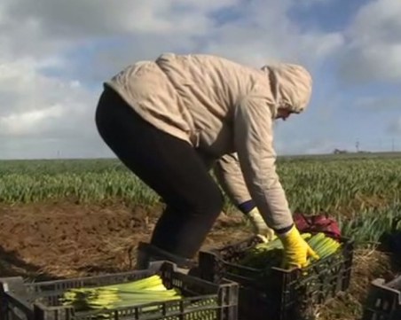 Български фирми посредници изоставят работници във фермите, оставят го на произвола