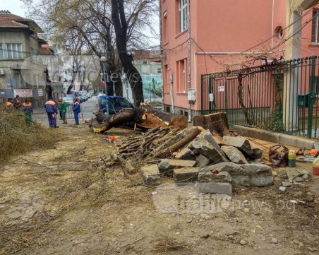 Офанзива в Пловдив: Секат дърво с кошер оси, подкастрят друго СНИМКИ