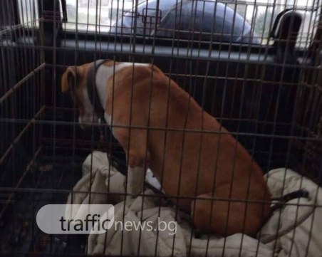 Взеха питбула от село Мокрище! Фейсбук прегря от коментари СНИМКИ