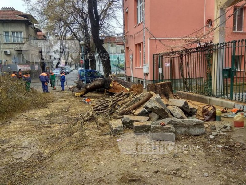 Офанзива в Пловдив: Секат дърво с кошер оси, подкастрят друго СНИМКИ