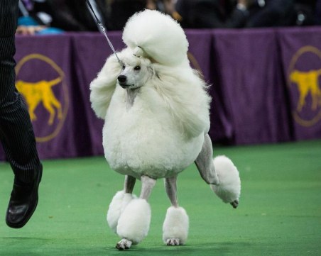 Стартира най-престижното изложение на кучета