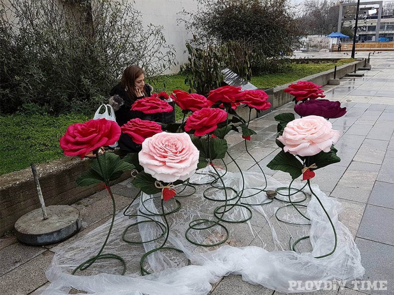 Любовта завладя Пловдив! Гигантски рози 