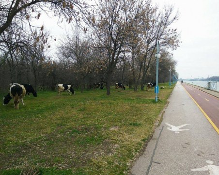 Нашествие от крави на Гребната! Животните тръгнаха на паша СНИМКИ