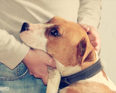 Зевс не е виновен! Децата ни умират не от кучета, а от безхаберие