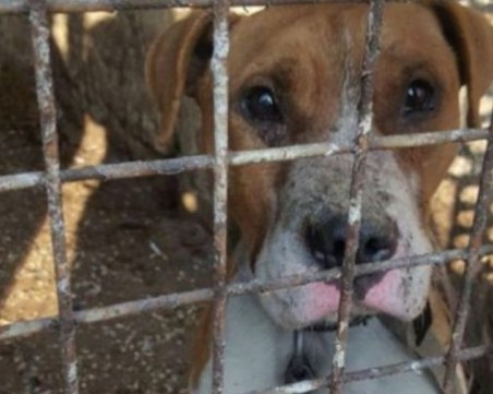 Ето каква съдба очаква питбула от Мокрище