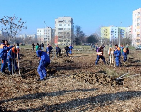 Засаждат над 500 нови дървета в Пловдив през пролетта