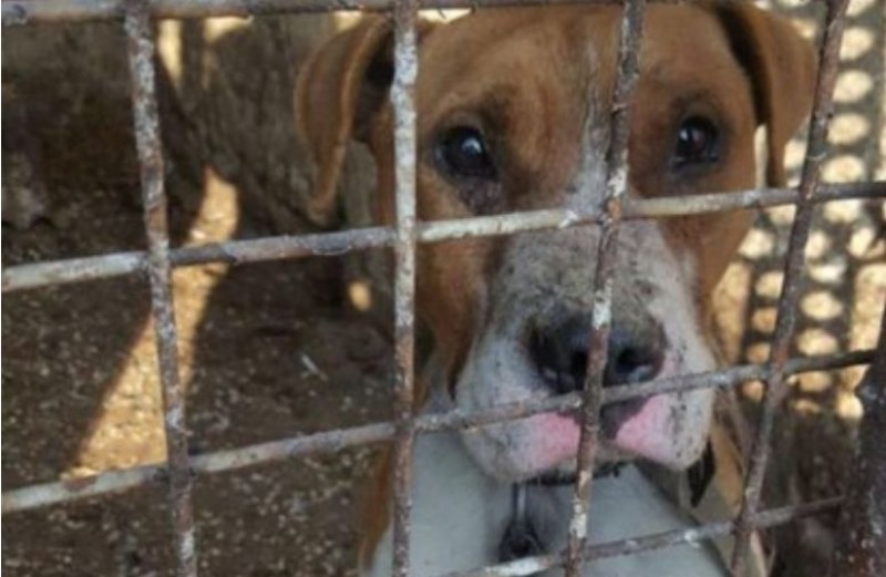 Ето каква съдба очаква питбула от Мокрище