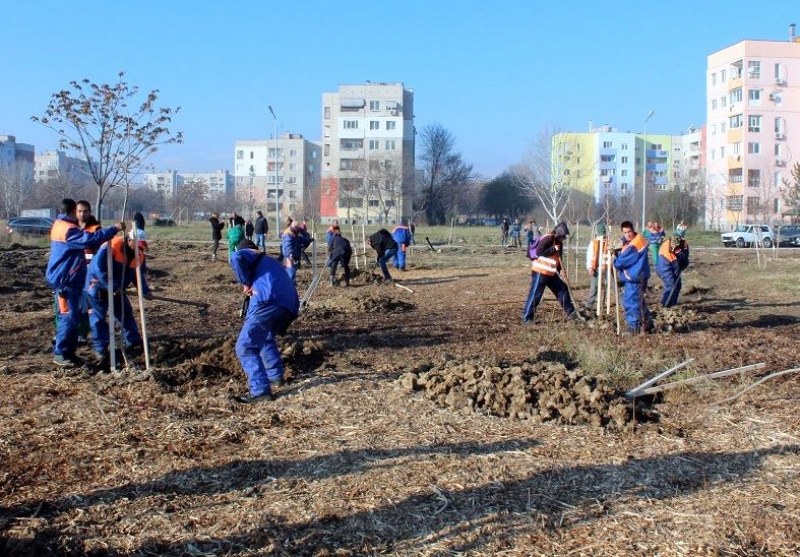 Засаждат над 500 нови дървета в Пловдив през пролетта