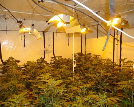 Ето я оранжерията за марихуана в бивша фабрика в село Скутаре ВИДЕО и СНИМКА