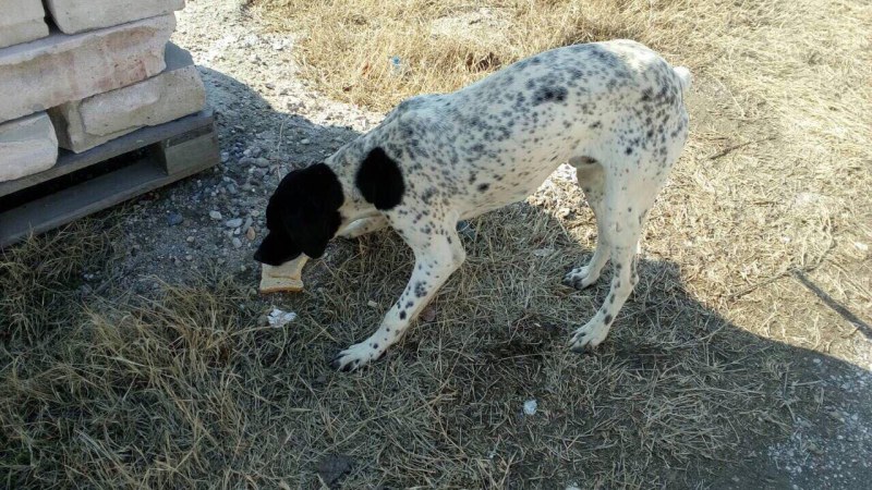 Изгубено ловно куче чака стопанина си в Остромила