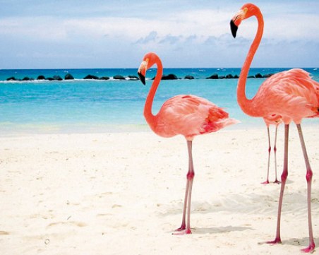 Обява за работа! Рай на Бахамите си търси директор по фламинго