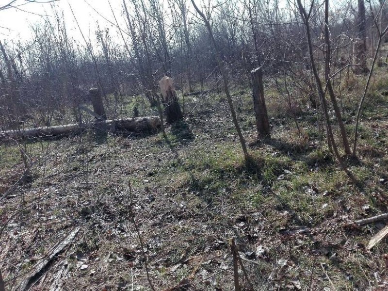 Напрежение в Психиатричната болница в Раднево - роми нападнаха с триони дърветата в парка