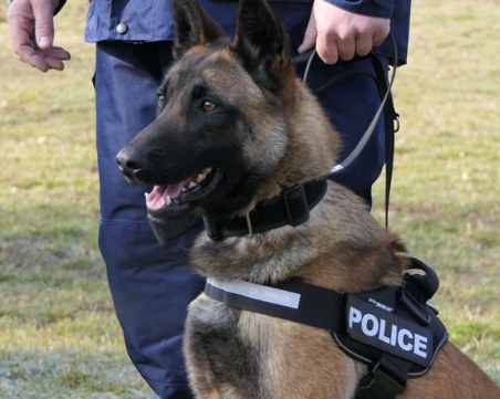 Още 20 кучета ни пазят! МВР се сдоби с немски и белгийски овчарки