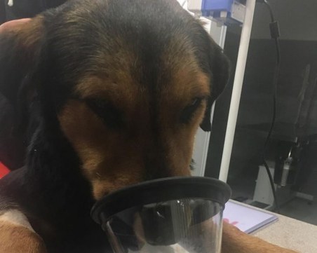 Аптекарка трови кучета, обрича ги на бавна и мъчителна смърт! СНИМКИ