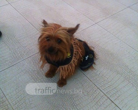 Спаркъл изчезна! Стопанката обяви награда за йоркито СНИМКИ