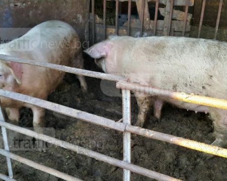 Бивш военен със 70 котки от Пловдив осинови и ... две прасета ВИДЕО и СНИМКИ