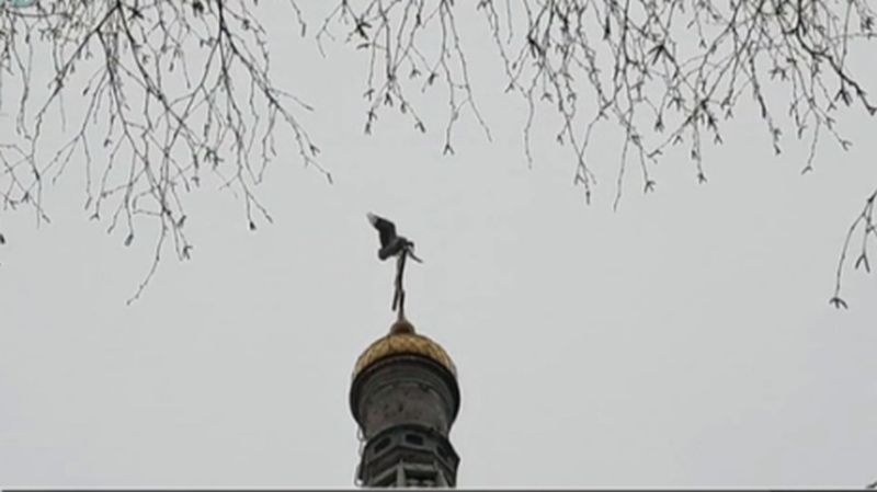 Първите щъркели са вече тук ВИДЕО