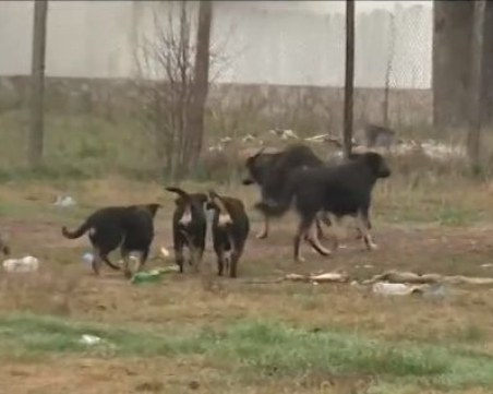 Жителите на Златитрап под обсада от глутница кучета ВИДЕО