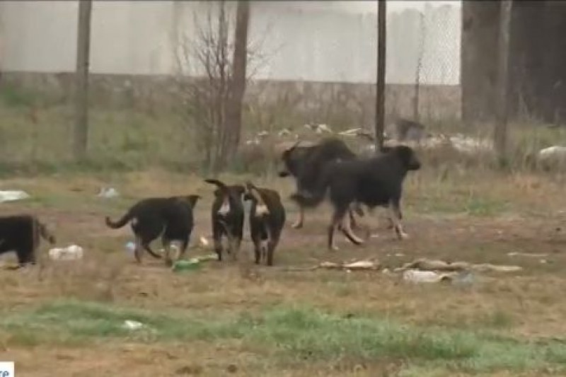 Жителите на Златитрап под обсада от глутница кучета ВИДЕО