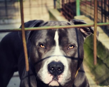 Два питбула нахапаха жестоко 47-годишната си собственичка