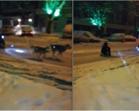 Пазарджик стана Финландия! Момче впрегна шейна с кучета и се пусна по главен булевард ВИДЕО