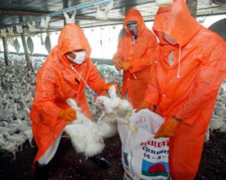 Птичи грип! Две от птиците, транспортирани нелегално, са били заразени