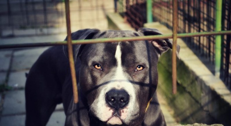 Два питбула нахапаха жестоко 47-годишната си собственичка