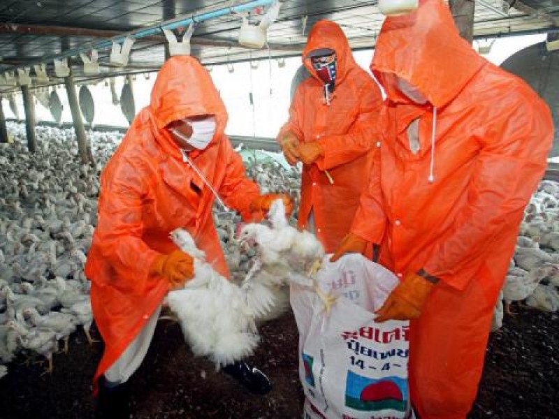 Птичи грип! Две от птиците, транспортирани нелегално, са били заразени