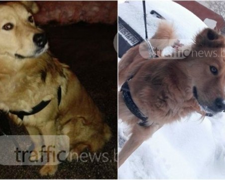 Познавате ли това куче? Изгубено е в Тракия СНИМКИ