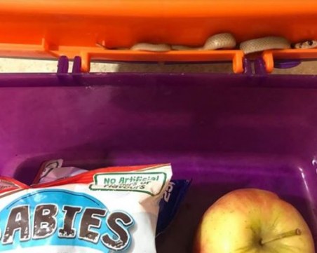 Смъртоносна змия беше открита в кутия с обяд на австралийче