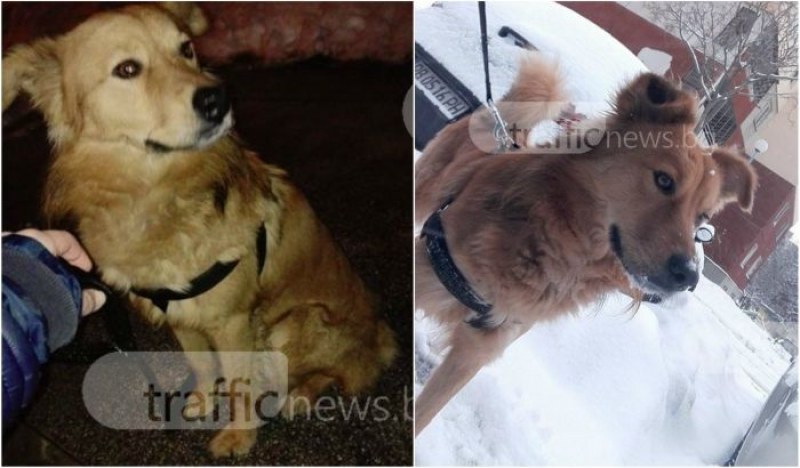 Кучето изгубено в Тракия вече си е у дома ОБНОВЕНА