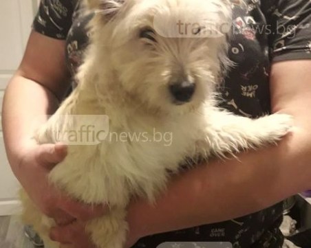 Пухкаво кученце беше намерено на Гладстон в Бургас! Нека помогнем на собствениците да си го върнат СНИМКИ
