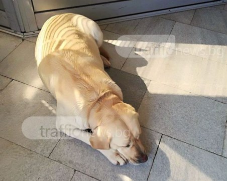 Женски лабрадор се изгуби в центъра на Пловдив! Познавате ли стопаните му?