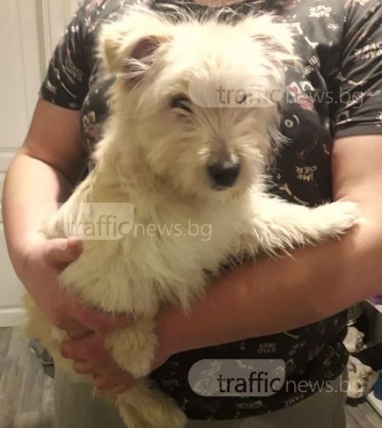 Пухкаво кученце беше намерено на Гладстон в Бургас! Нека помогнем на собствениците да си го върнат СНИМКИ